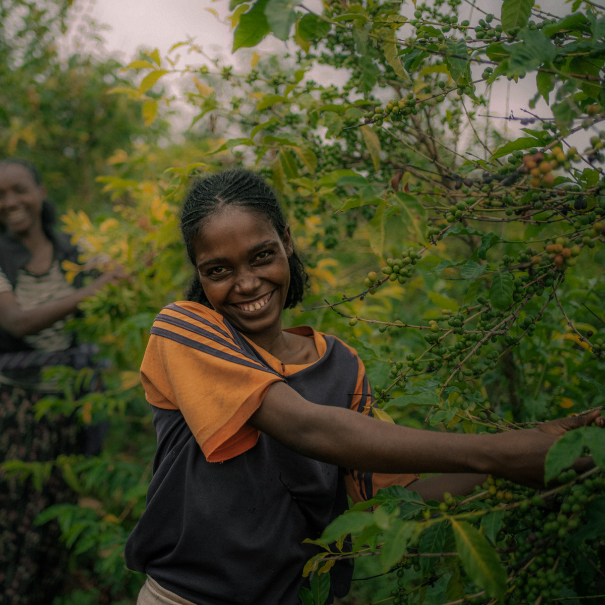 Ethiopia Sidama: The Birthplace of Coffee, Refined