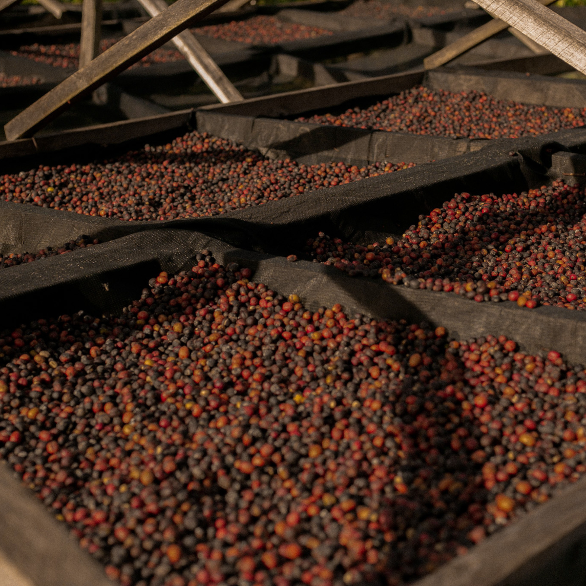 Brazil Cerrado: Where Engineered Precision Meets Natural Sweetness