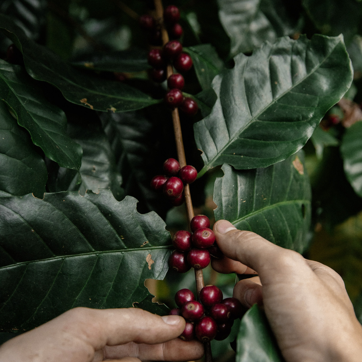 Central America Base: The Quiet Excellence of Honduras, Guatemala, and Mexico