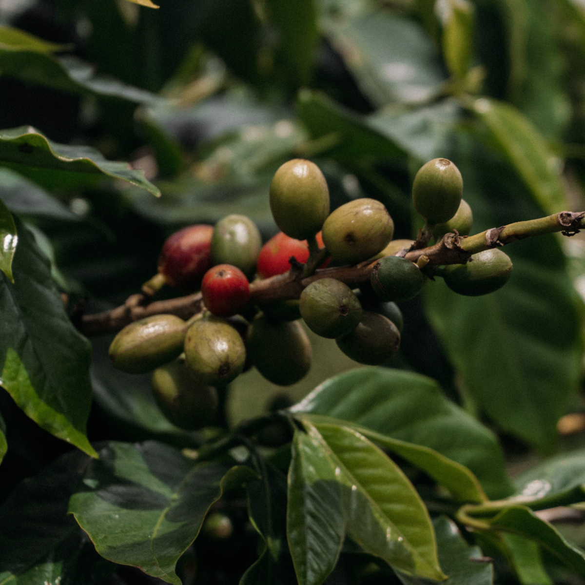 India Kaapi Royale: The Robusta That Earned Its Place
